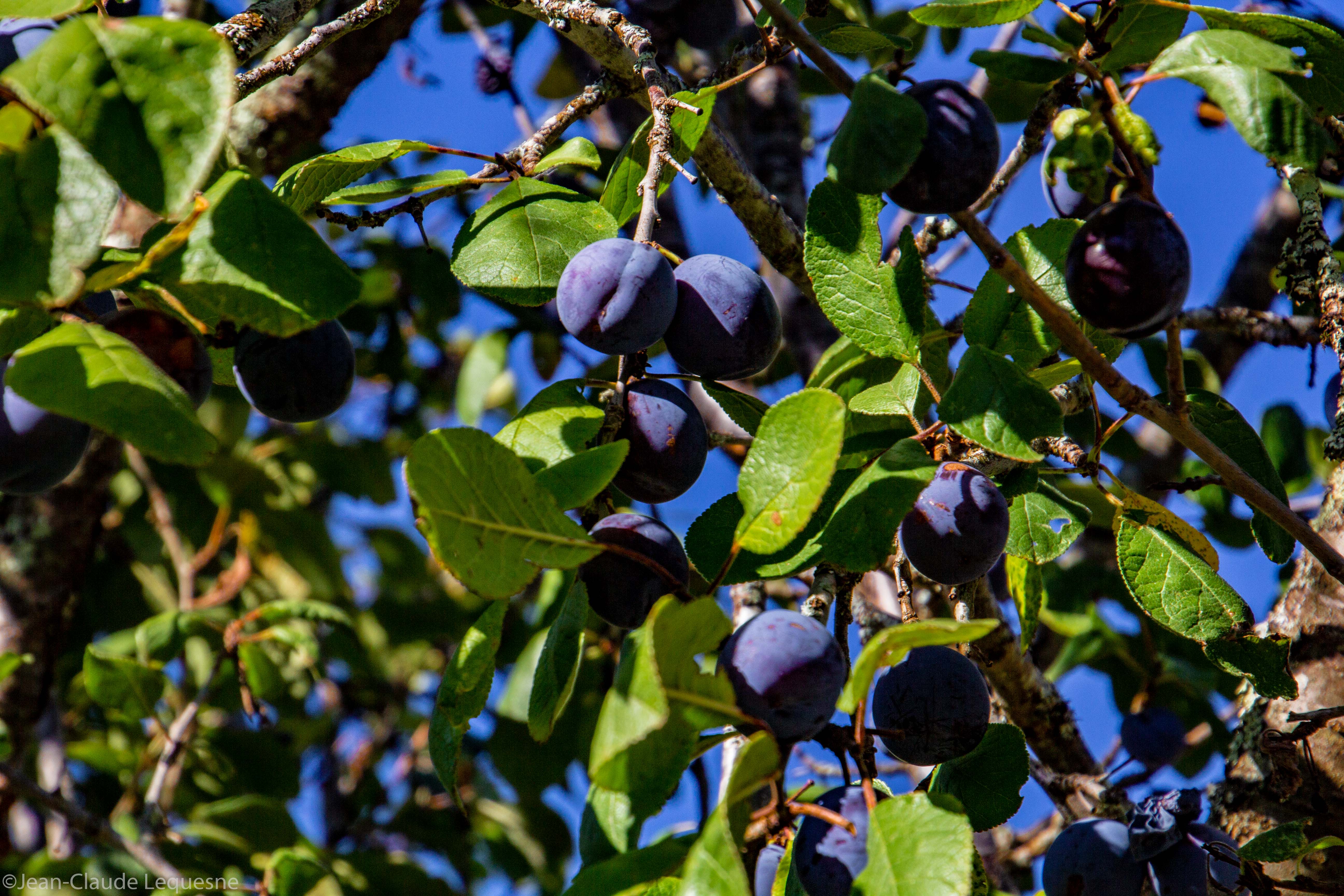 Prune bleue de Bajamont